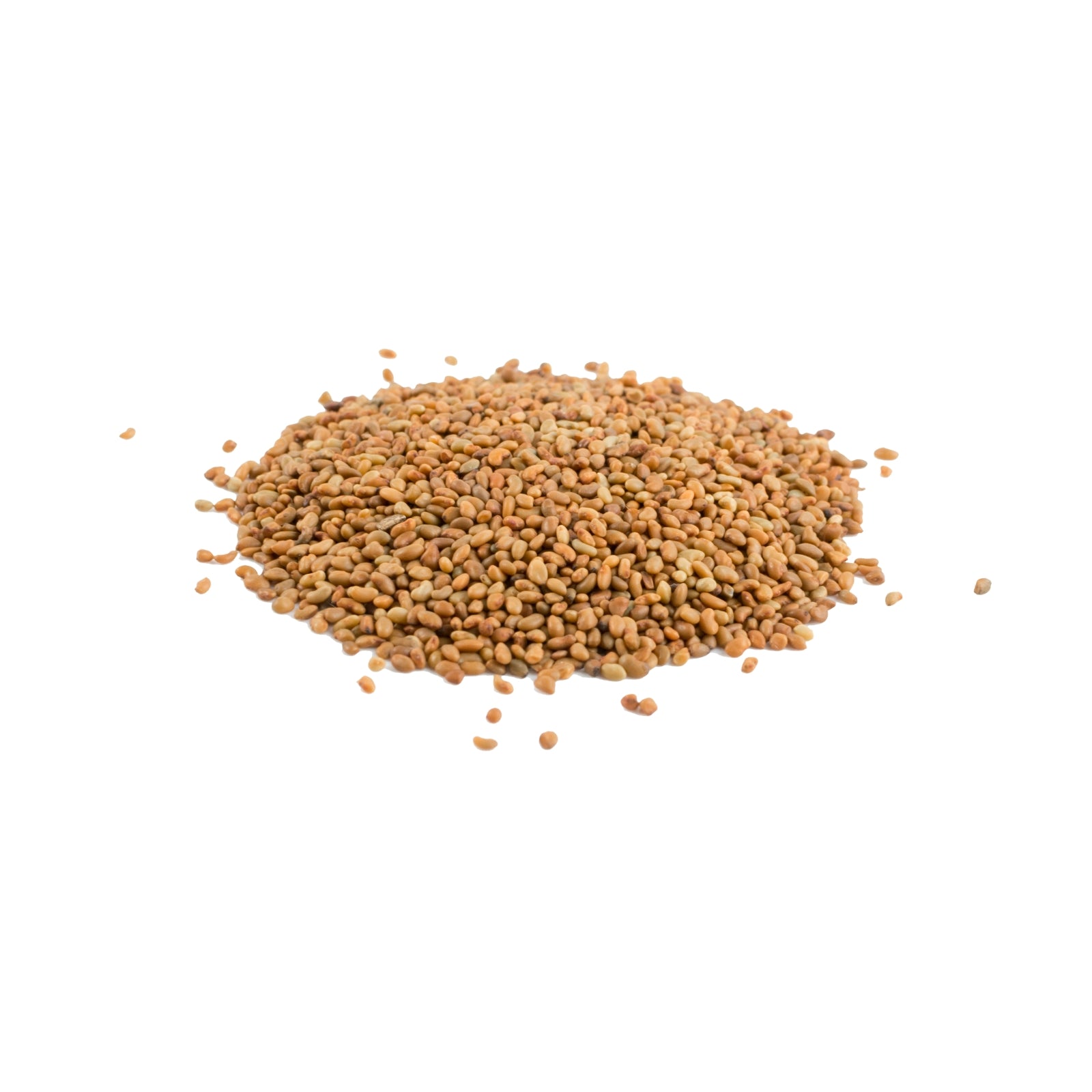 Organic Alfalfa Sprouting Seeds – Non-GMO