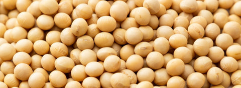 The Complete Guide to Organic Soybeans: Nutrition, Uses, Cooking Tips & Storage