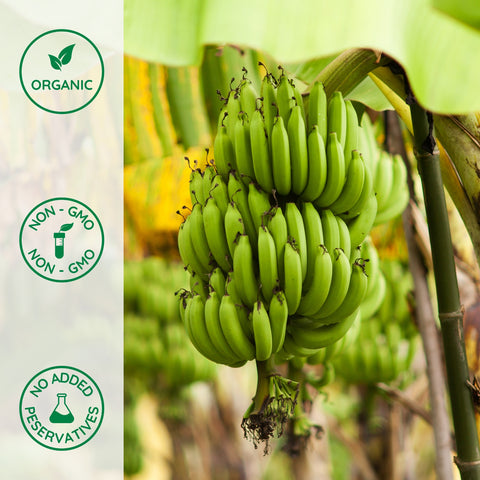 Organic banana tree