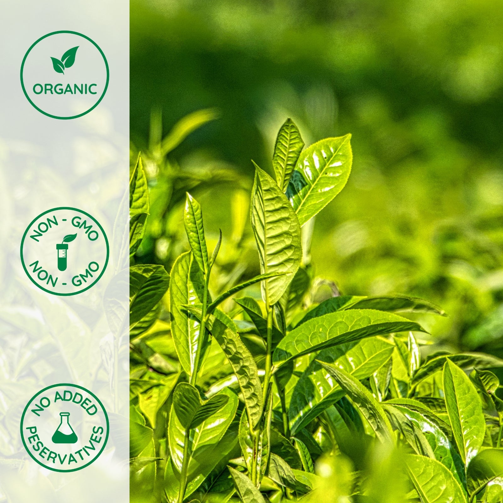 Organic Japanese Green Tea – USDA Organic – SunOrganic Farm