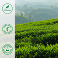 Organic green tea plants