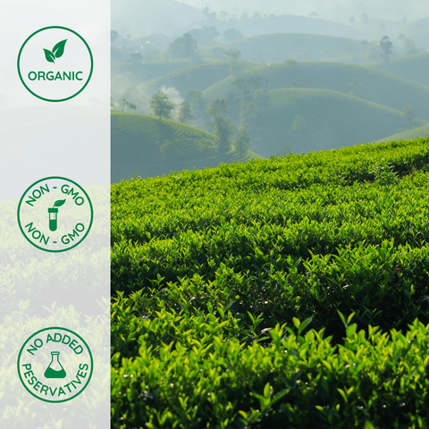 Organic green tea plants