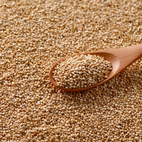 Organic red clover seeds