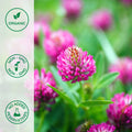 Organic red clover plant