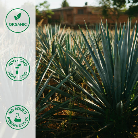 Organic agave plants