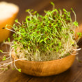 Fresh green organic alfalfa sprouts in a wooden bowl on a wooden surface