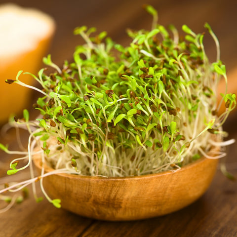 Fresh green organic alfalfa sprouts in a wooden bowl on a wooden surface