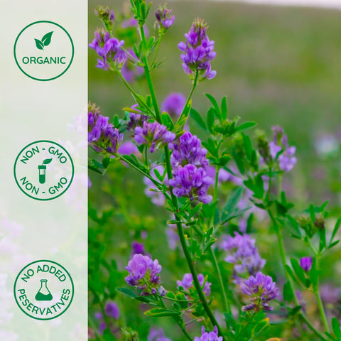 Organic alfalfa plant