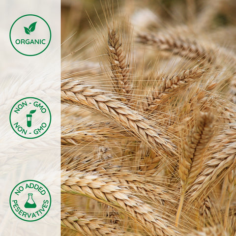 Close-up of organic wheat 