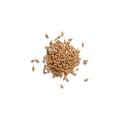 Organic whole barley grains with husk on white background
