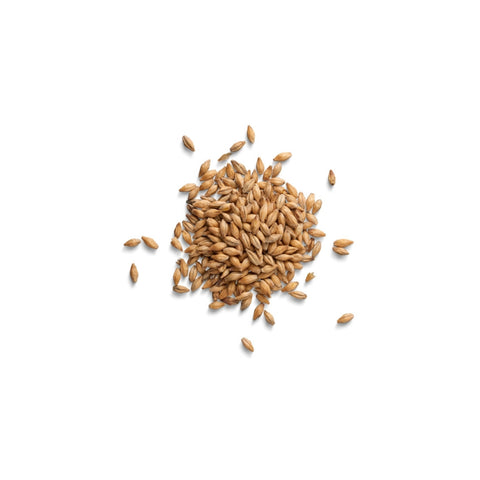 Organic whole barley grains with husk on white background