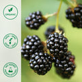 Close-up of organic blackberries