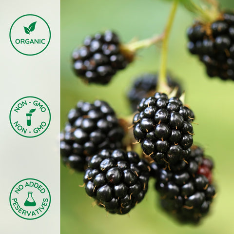 Close-up of organic blackberries