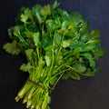 Bunch of fresh green organic cilantro on a dark background