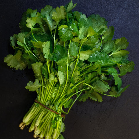 Bunch of fresh green organic cilantro on a dark background