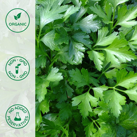 Close-up of fresh organic parsley