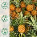 Close-up of whole organic pineapples
