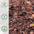 Close-up of organic dulse leaf