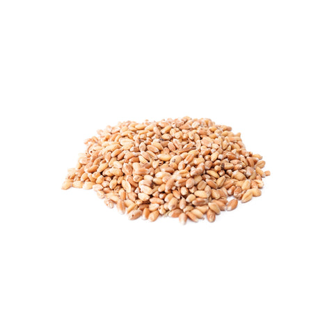 Whole organic hard red winter wheat berries on a white background