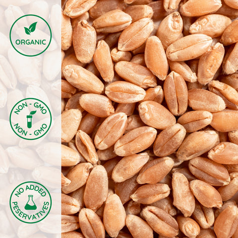 Close-up of organic wheat berries hard red winter