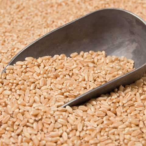 Spoonful of organic wheat berries hard white spring