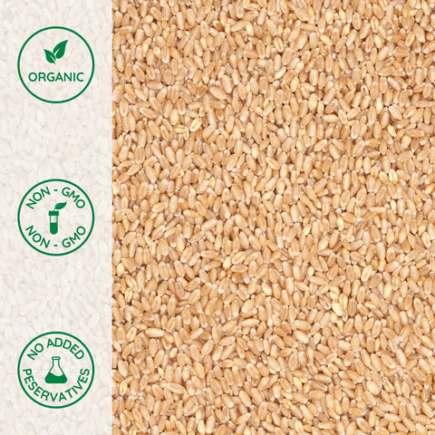 Close-up of organic wheat berries hard white spring