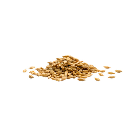 Organic hulless barley grains on white background