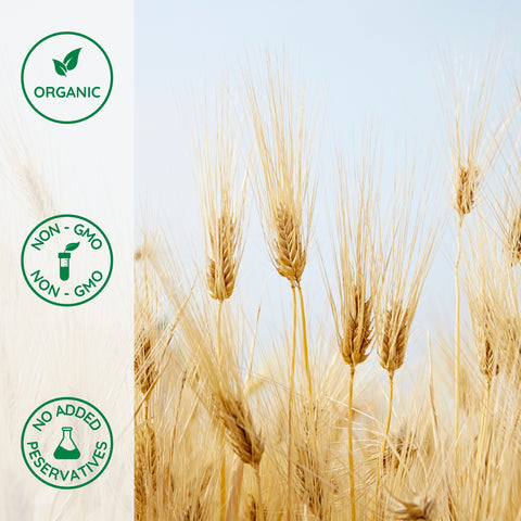 Close-up of organic barley