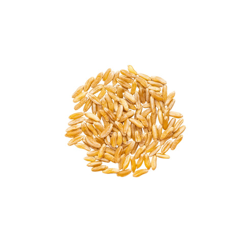 Whole grain organic Kamut on white background