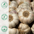 Close-up of organic whole garlic