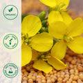Organic mustard seed flower