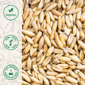 Close-up of organic oat groats