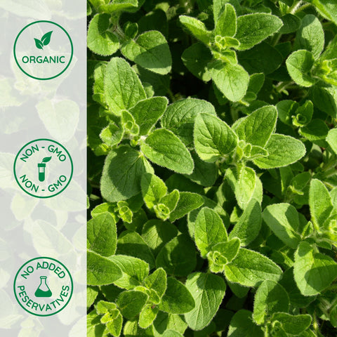 Close-up of organic oregano leaf