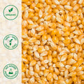 Close-up of organic yellow popcorn kernels