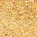 Whole organic proso millet with shell