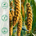 Close-up of organic proso millet plant