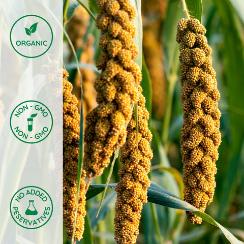 white proso millet seed for planting Organic Whole Proso Millet – High Fiber & Gluten-Free