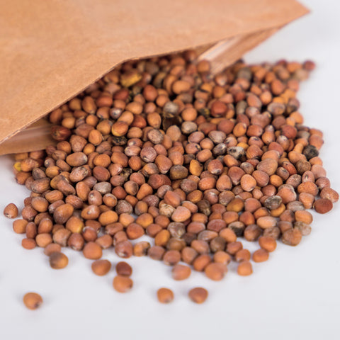 Pile of organic daikon radish seeds