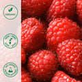 Close-up of organic raspberries
