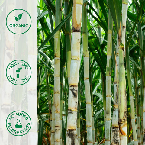 Close-up of organic sugar plant