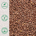 Close-up of whole organic red lentils