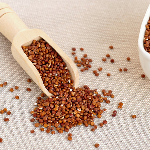 Scoop of organic red quinoa
