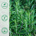 Close-up of organic rosemary