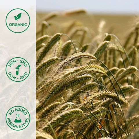 Close-up of organic whole rye plant