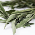 Organic sage on a white background