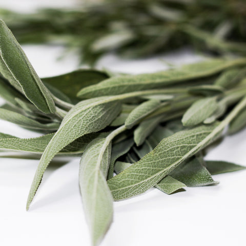 Organic sage on a white background