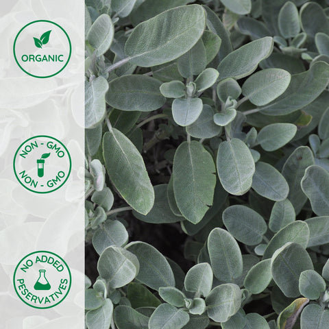 Close-up of organic sage