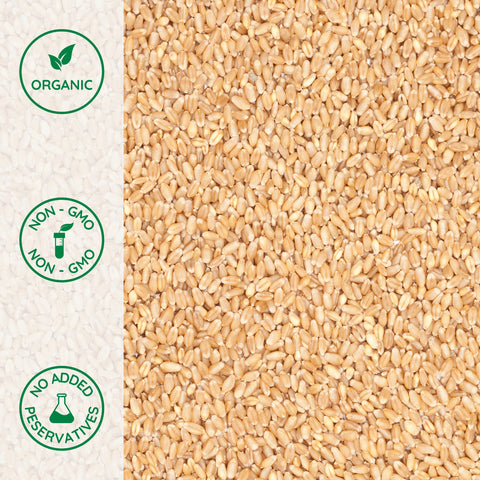 Close-up of organic wheat berries pastry soft white