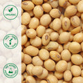 Close-up of organic soy beans