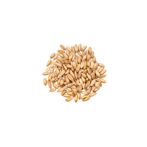 Organic whole grain spelt berries - whole, nutrient-dense ancient grain with a sweet, nutty flavor on a white background